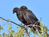Crows.jpg