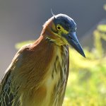 GreenHeron.jpg