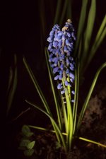 20150513-_flower blue.jpg