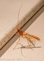 Insects-0555.jpg
