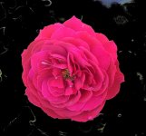 red rose.jpg