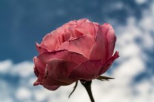 DSC_0794.jpg