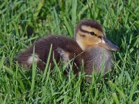 Duckling.jpg