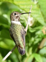 Hummer4.jpg