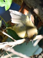 OrangeCrestedWarbler3.jpg