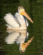 Peliflection-1-2.jpg