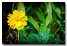 yellow-flower-khaophansa.jpg