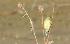 3rd Aug 2015 001.JPG