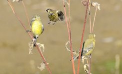 3rd Aug 2015 002.JPG