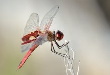 3rd Aug 2015 009.JPG