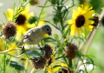 3rd Aug 2015 013.JPG