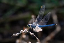 3rd Aug 2015 031.JPG