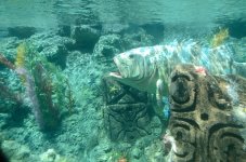 4th Aug 2015 033.JPG