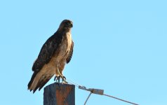 5th Aug 2015 002.JPG