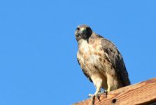 5th Aug 2015 006.JPG