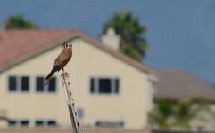 5th Aug 2015 009.JPG