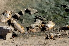 5th Aug 2015 013.JPG