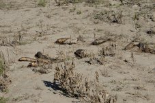 5th Aug 2015 014.JPG