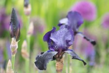 20150524-Irises.jpg