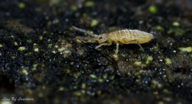 Unknown and very small bug-.jpg Unknown and very small bug-.jpg