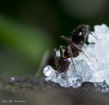 Ant on sugar-.jpg