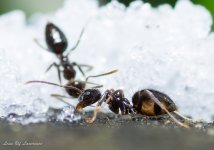 Working ant-.jpg