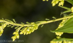 Insects-0734.jpg