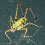 Insects-0689.jpg