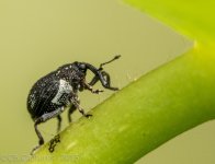 Insects-0732.jpg