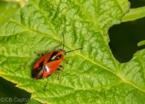 Insects-0768.jpg