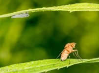 Insects-0737.jpg