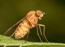 Insects-0740.jpg