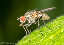 Insects-0748.jpg