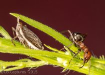 Insects-0782.jpg