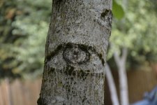 Eye see said the tree.jpg