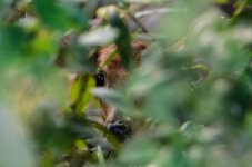 20150730-DSC_4889.jpg