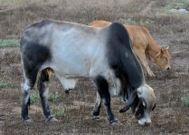 6th Aug 2015 012.JPG