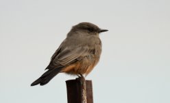 6th Aug 2015 016.JPG