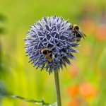 busy-bees.jpg