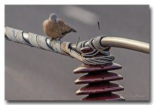 birds1-ype (1).jpg