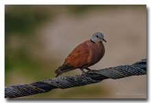 birds1-ype (2).jpg