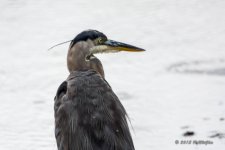 D71_5581.jpg