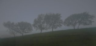 trees in mist.jpg