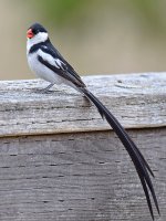 Whydah3.jpg