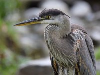 BlueHeron3.jpg