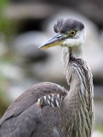 BlueHeron.jpg