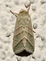 Moth.jpg