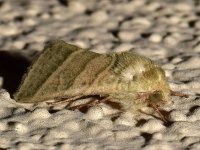 Moth2.jpg