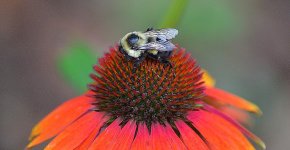 bee 2.jpg