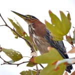 GreenHeron4.jpg